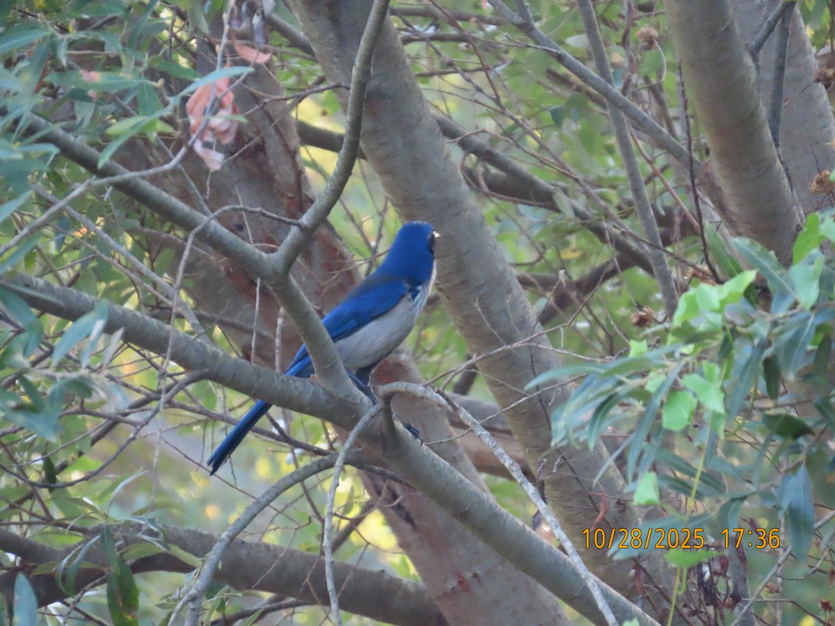 sojka ostrovní - ML644724800