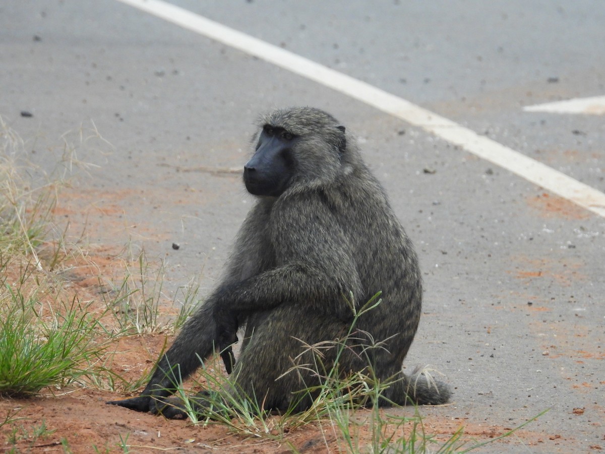 Olive Baboon - ML644724801