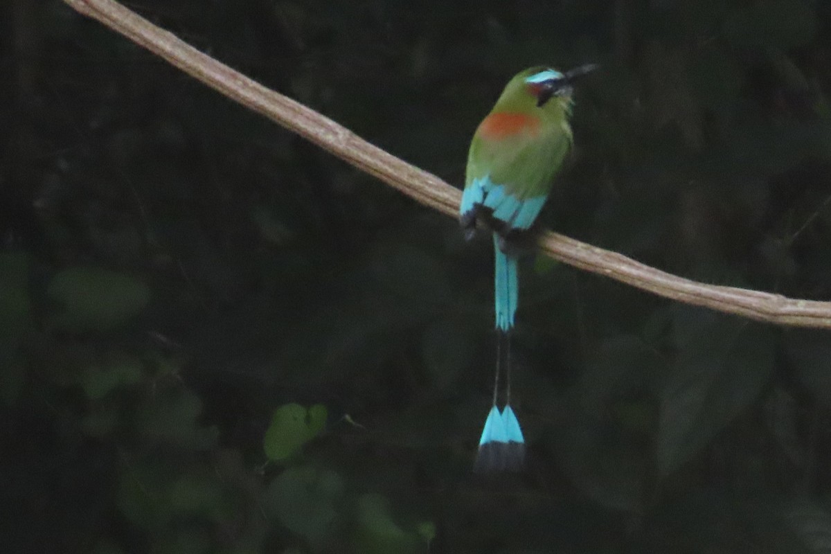 Turquoise-browed Motmot - ML644724805