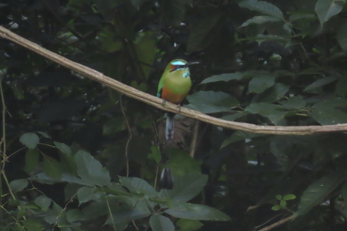 Turquoise-browed Motmot - ML644724806