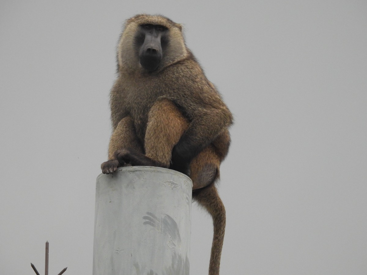 Olive Baboon - ML644724808