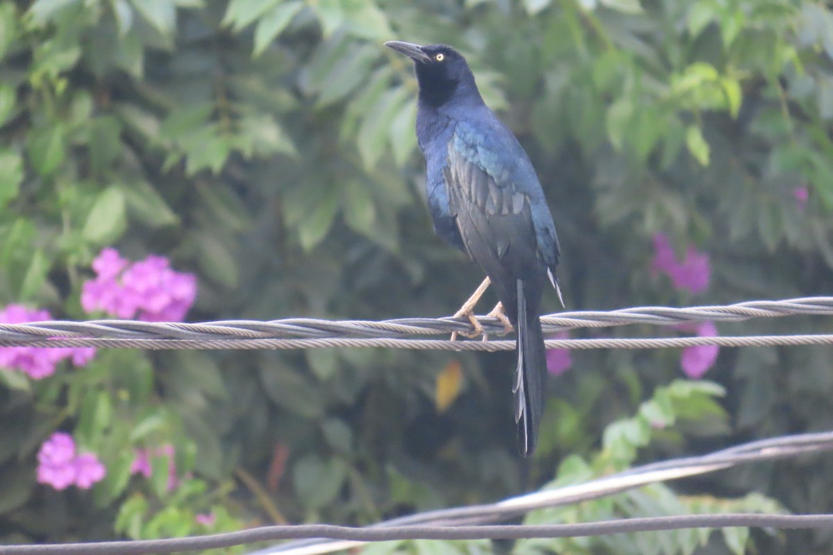 Great-tailed Grackle - ML644724822