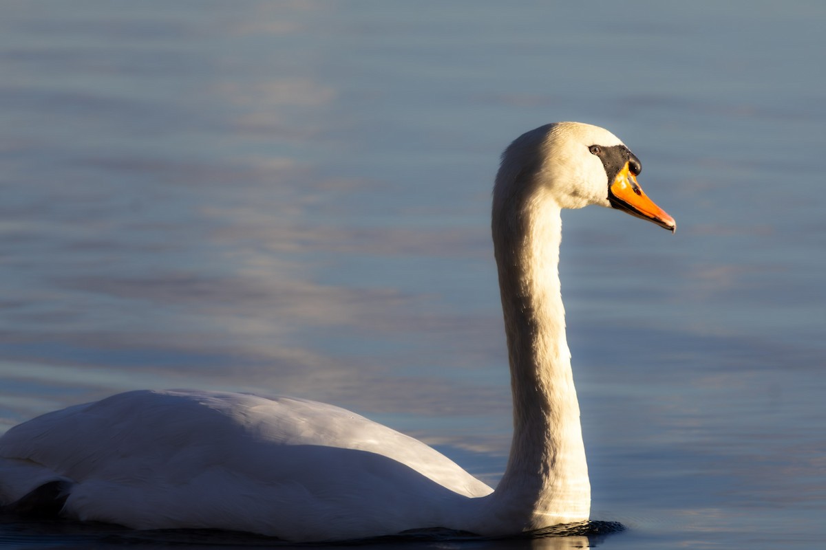 Mute Swan - ML644724830