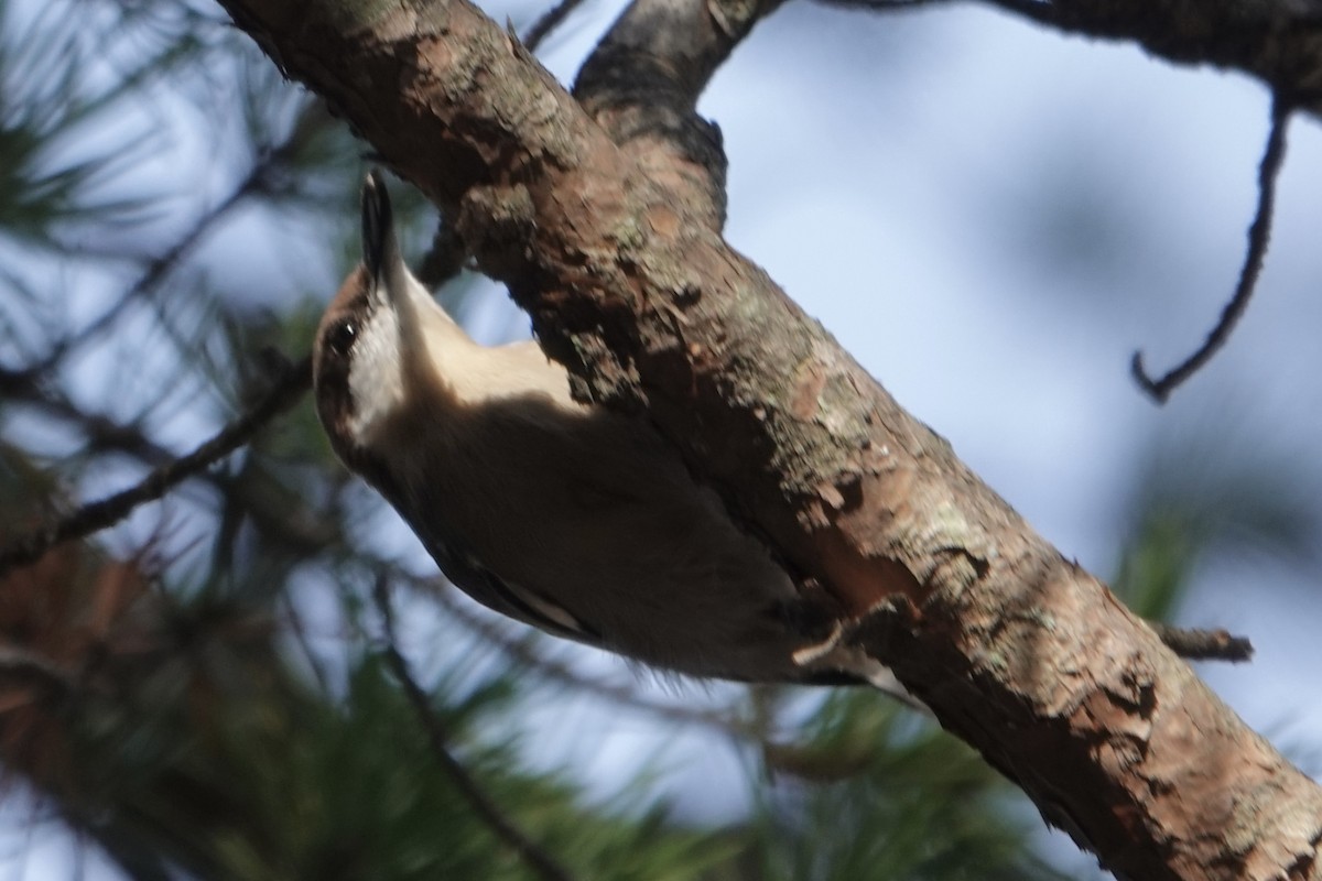 Boz Başlı Sıvacı - ML644724833