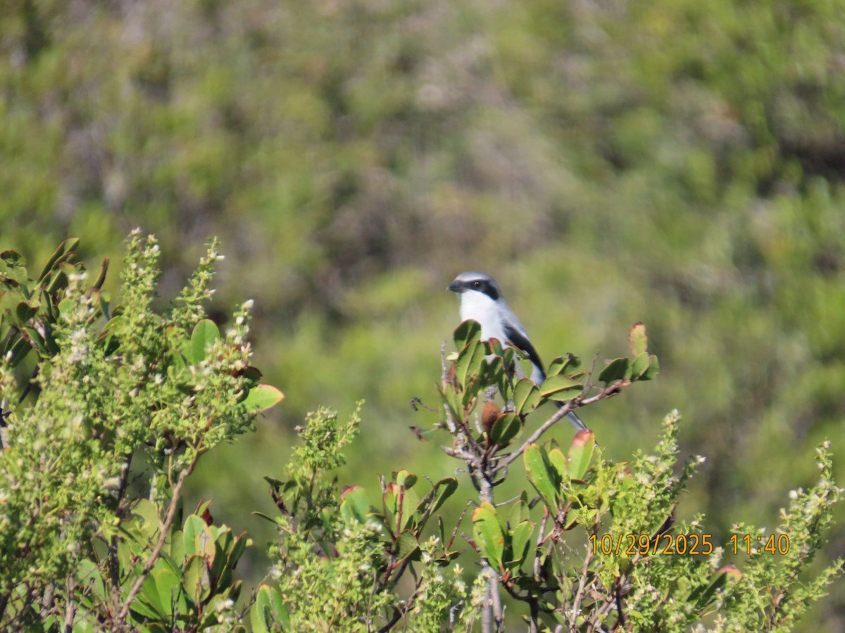 ťuhýk americký - ML644724843