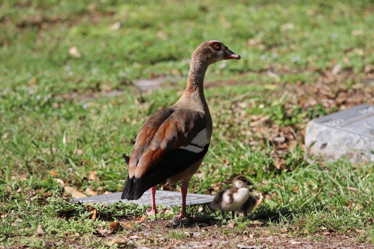 Egyptian Goose - ML644724845