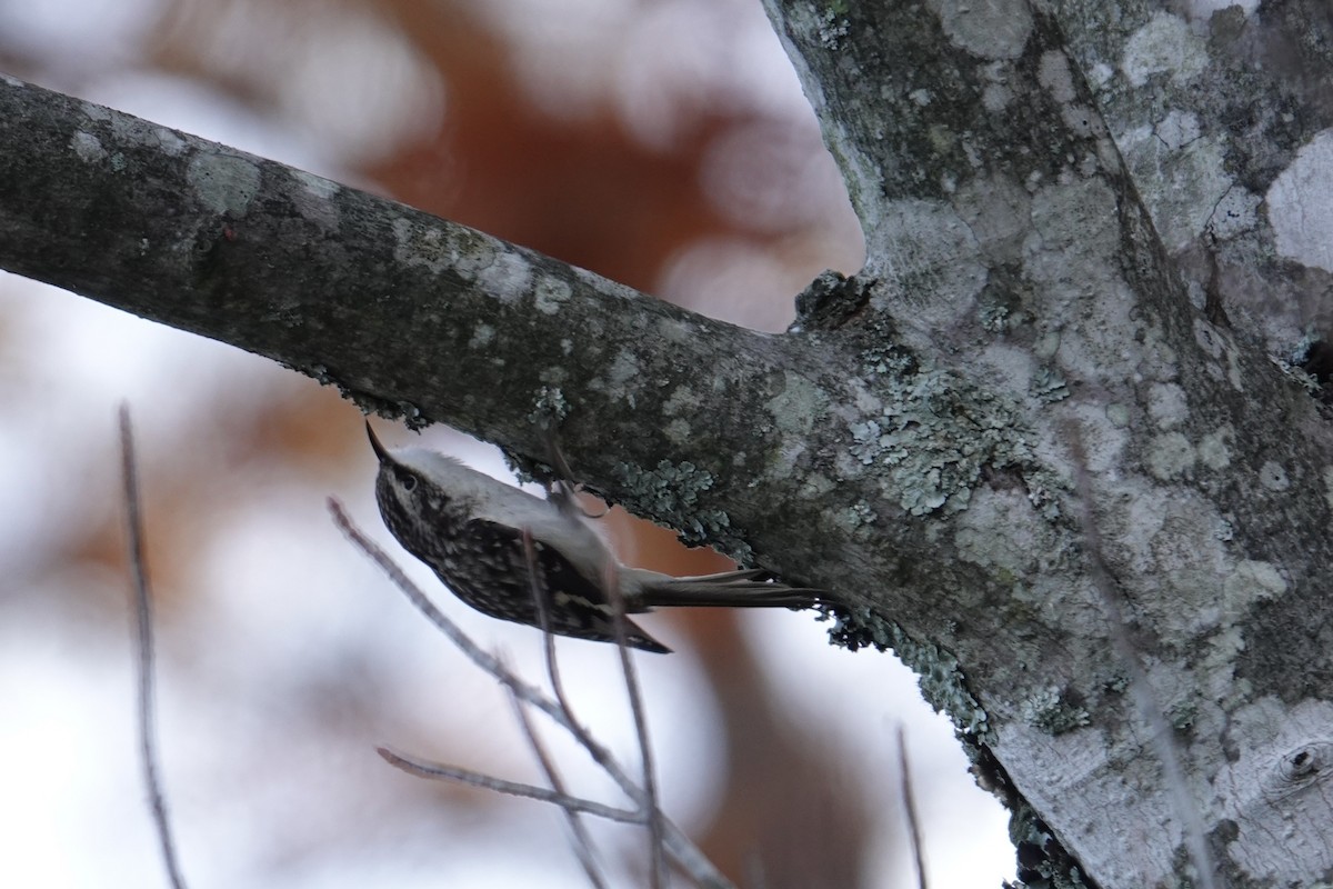Brown Creeper - ML644724849