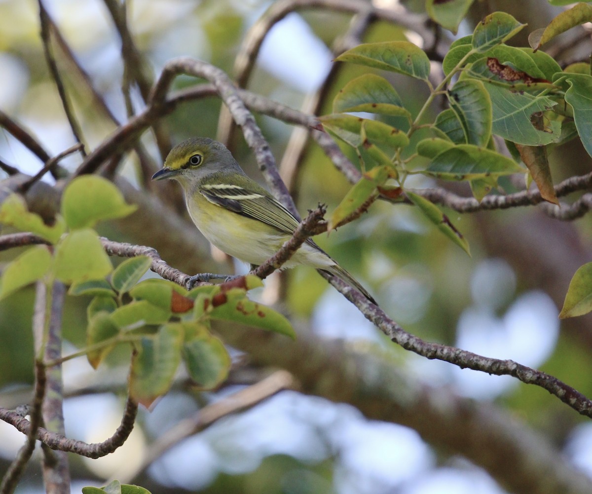Weißaugenvireo - ML644724850