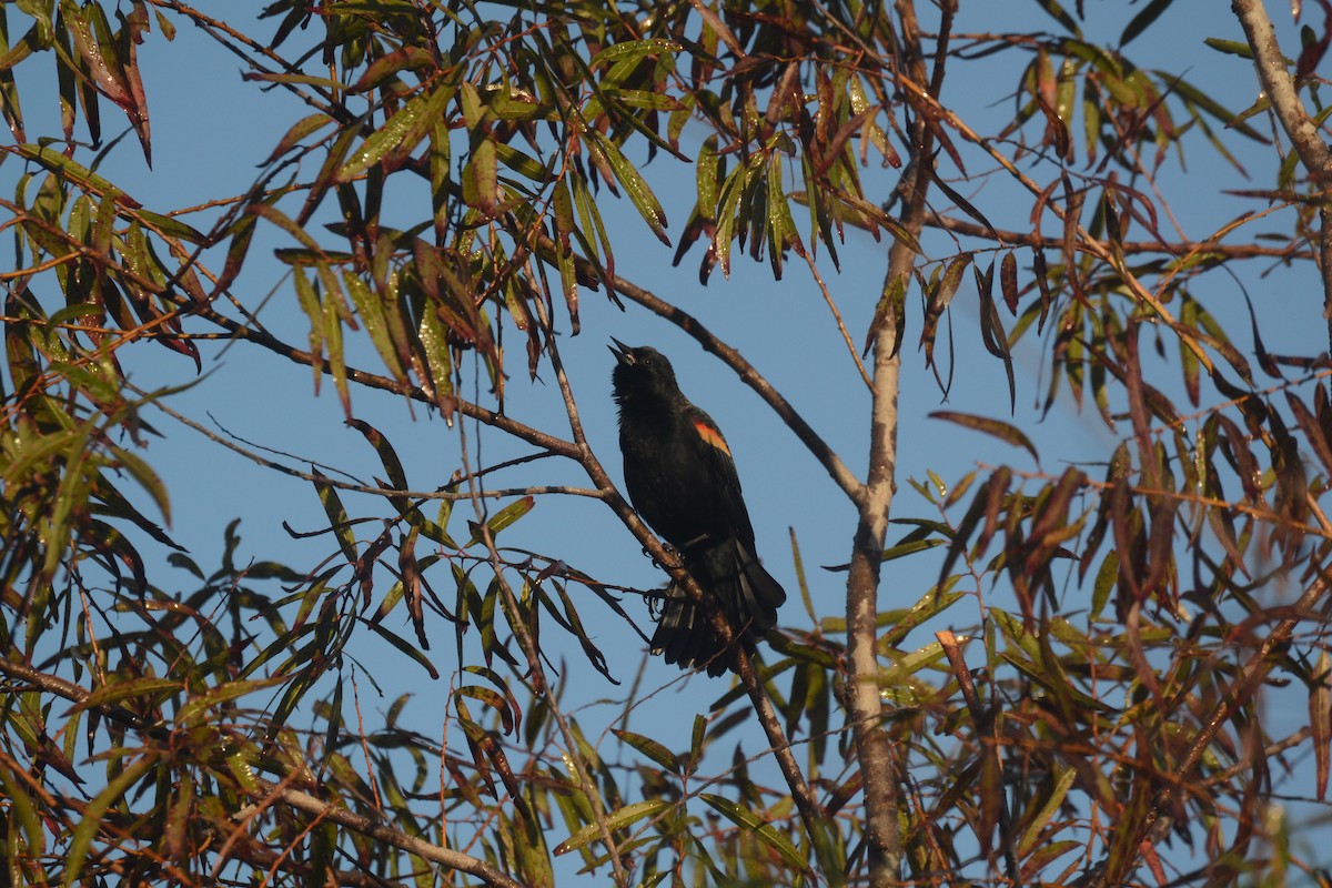 Red-winged Blackbird - ML644724851
