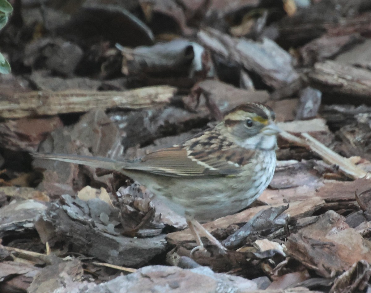Bruant à gorge blanche - ML644724852