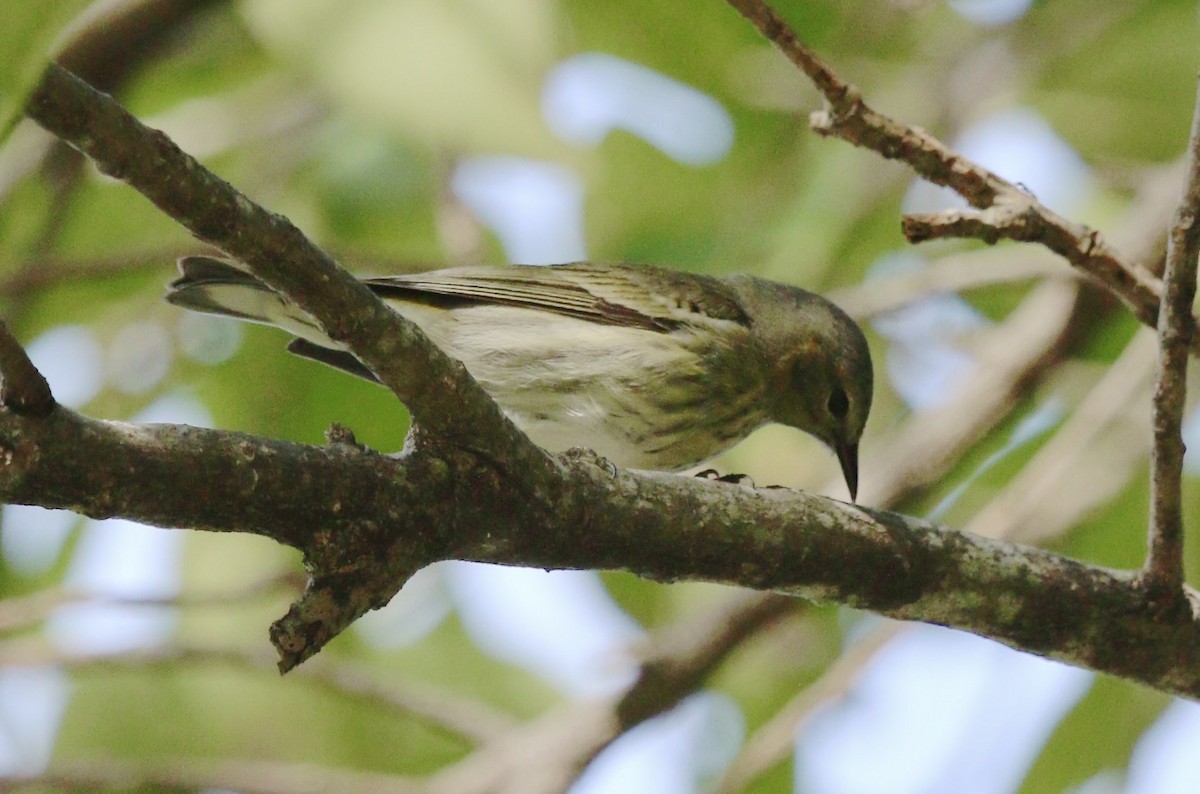 ホオアカアメリカムシクイ - ML644724853