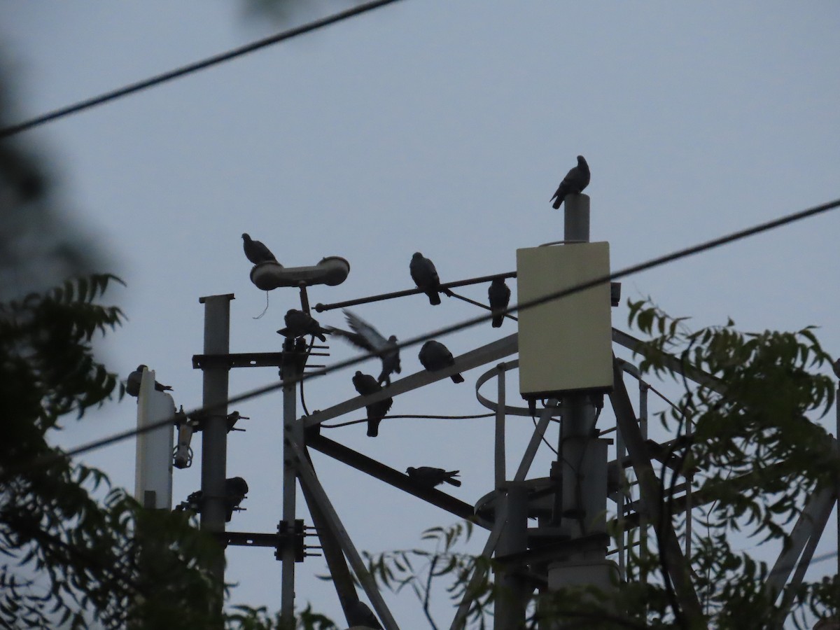 Kaya Güvercini (evcil tip) - ML644724854