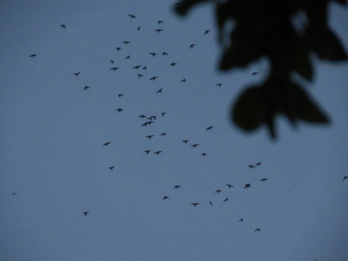 Little Swift - ML644724857