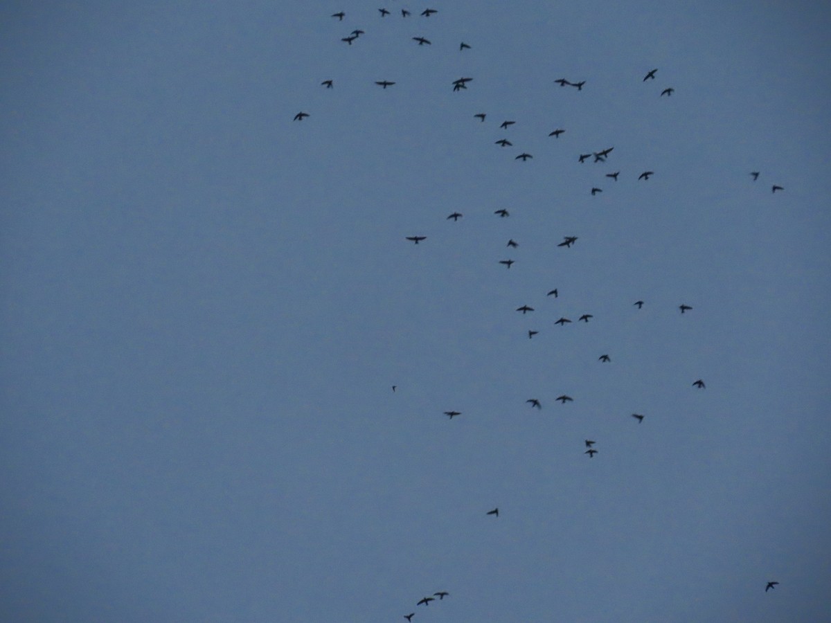 Little Swift - ML644724858