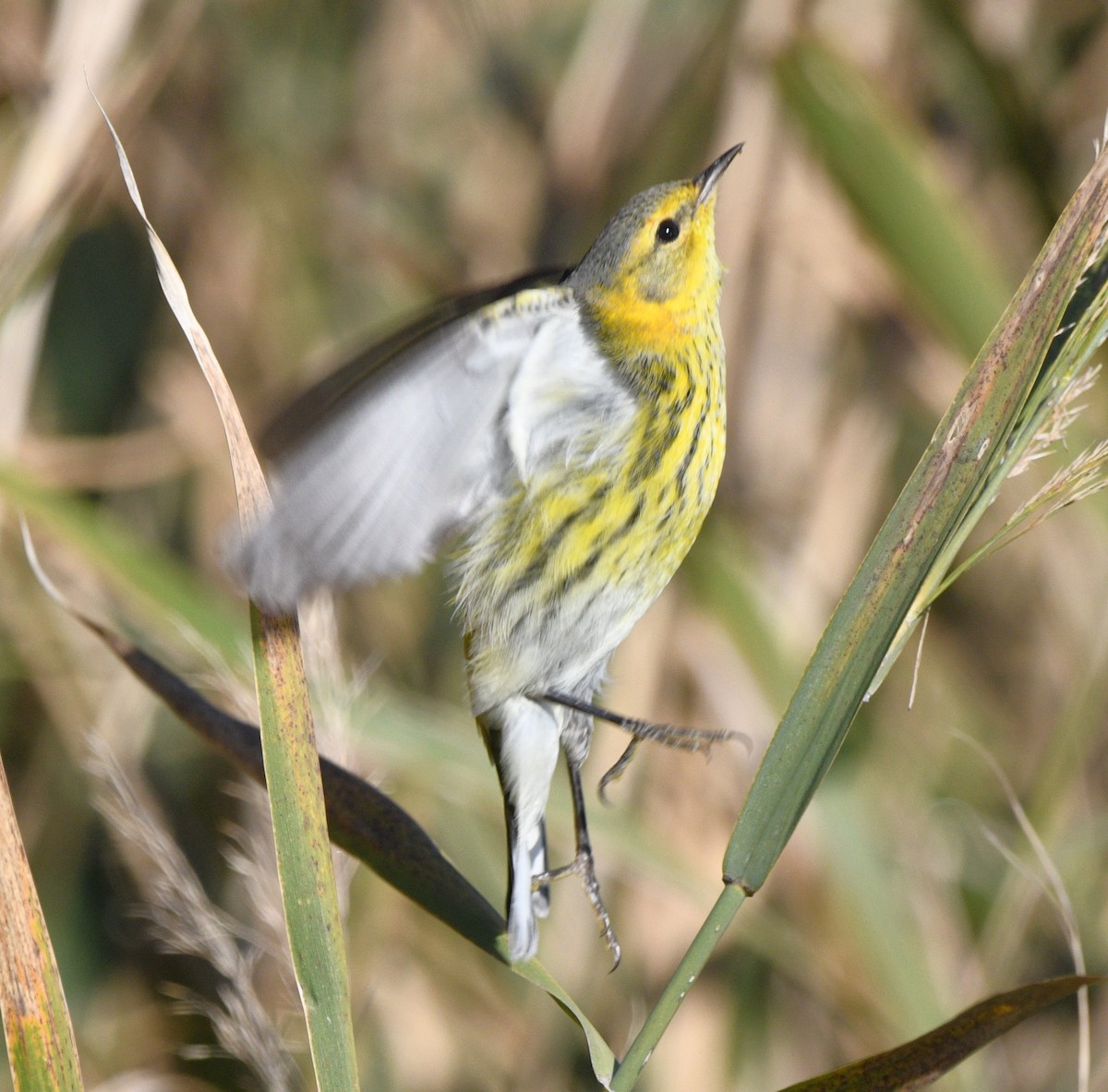 ホオアカアメリカムシクイ - ML644724862