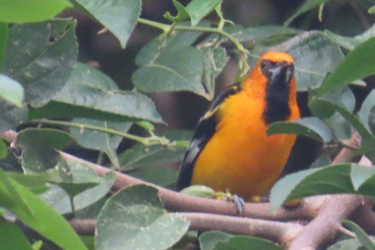 Altamira Oriole - ML644724864