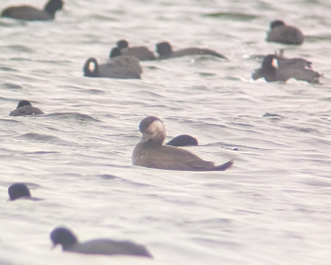 Amerika Kara Ördeği - ML644724871