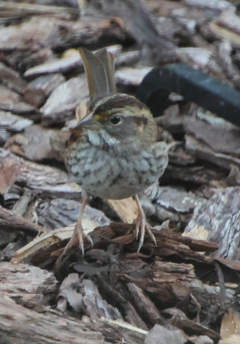 Bruant à gorge blanche - ML644724872