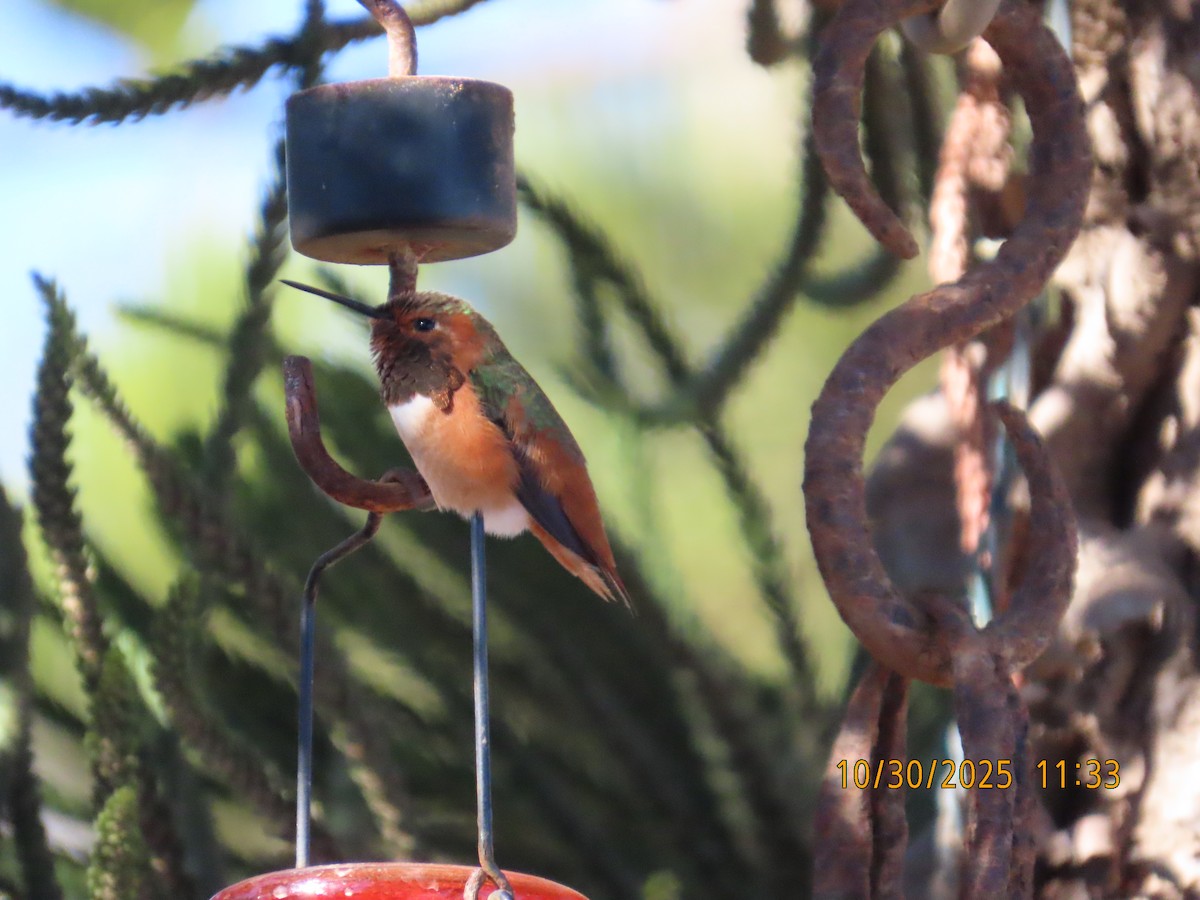 Allen's Hummingbird - ML644724879