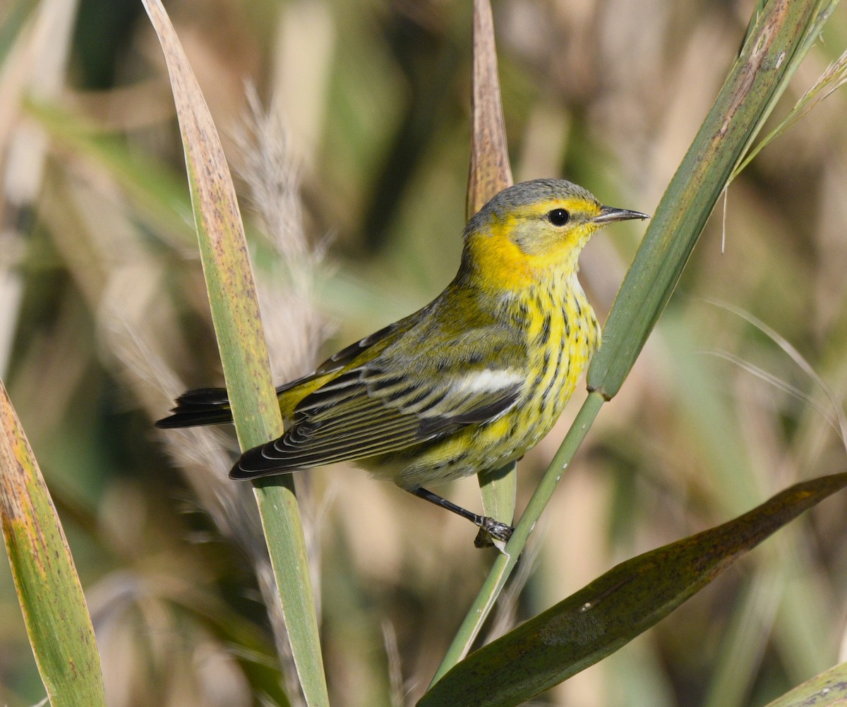 ホオアカアメリカムシクイ - ML644724882