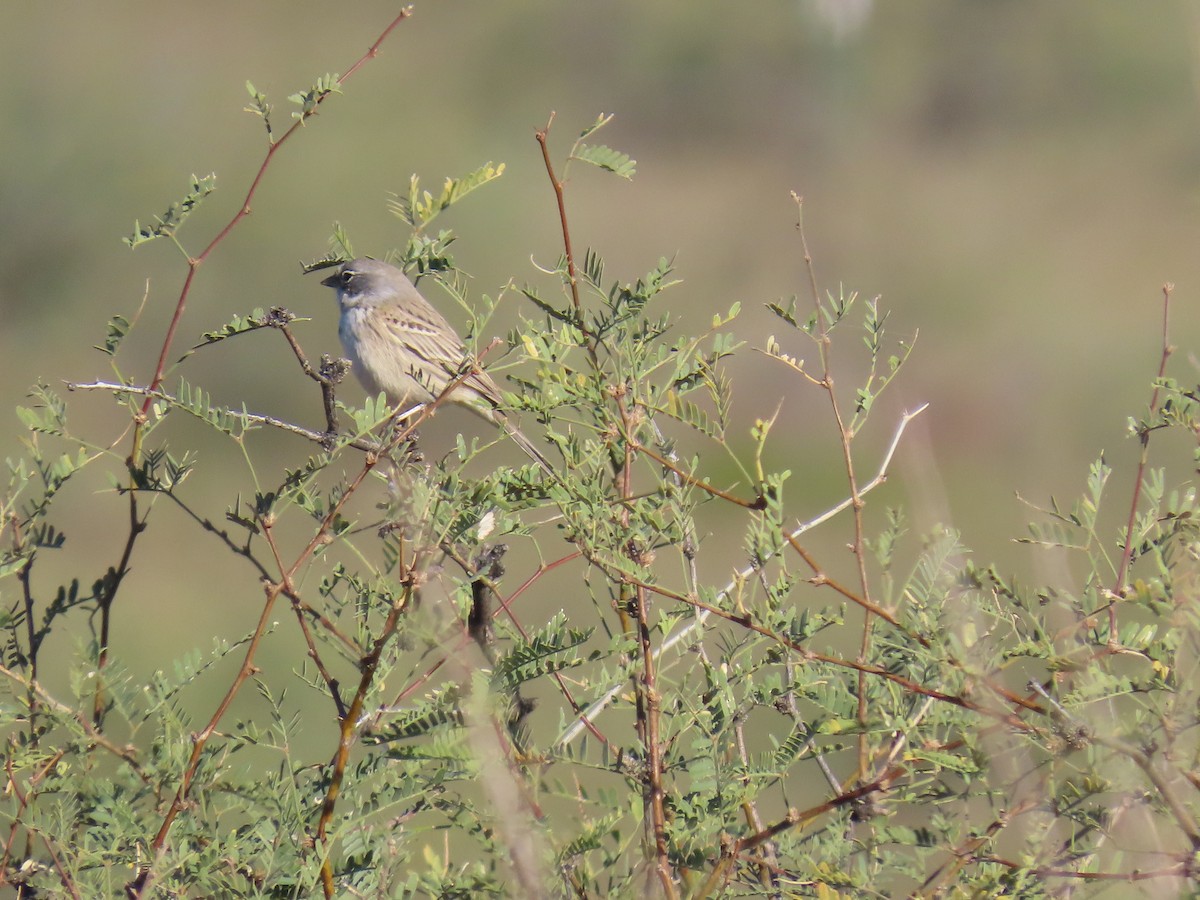 Sagebrush Sparrow - ML644724884