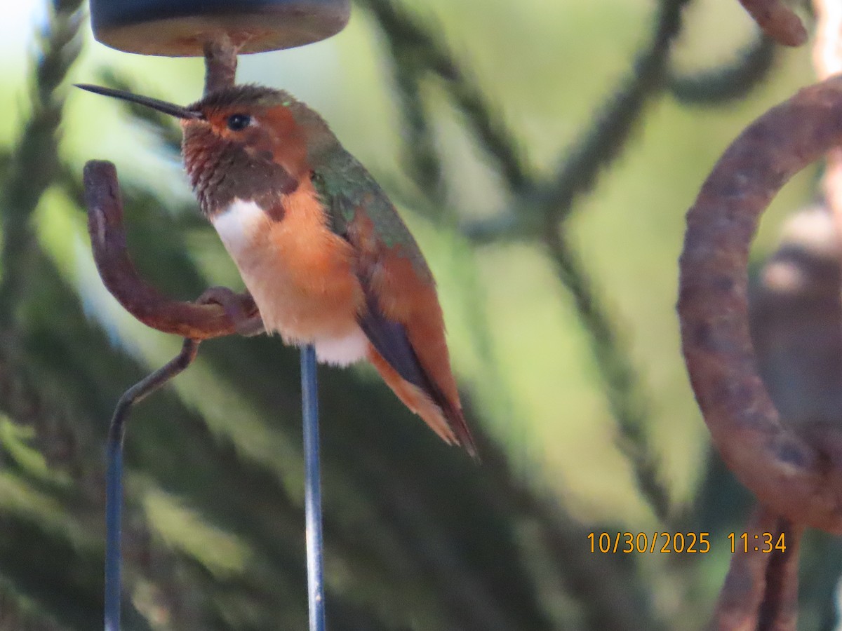 Allen's Hummingbird - ML644724886