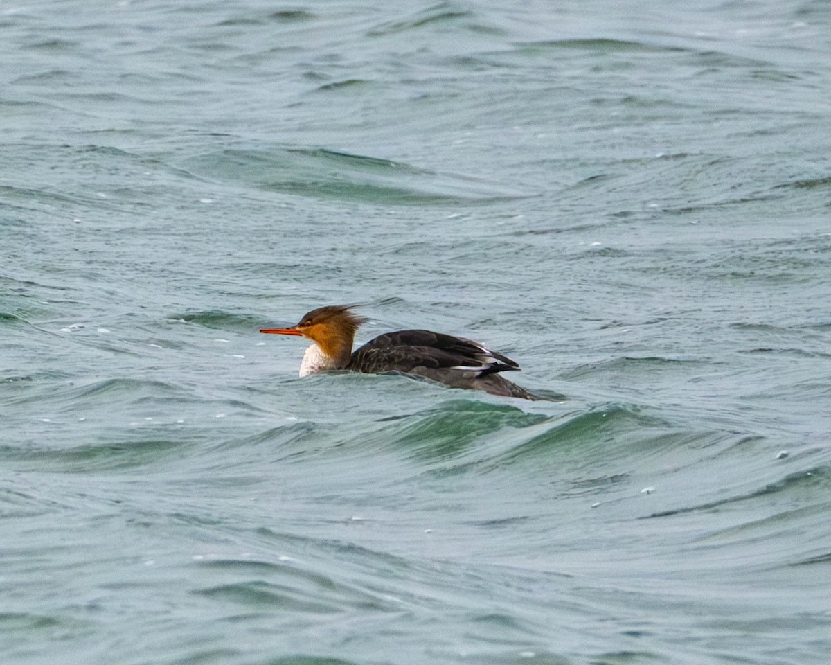 Red-breasted Merganser - ML644724896