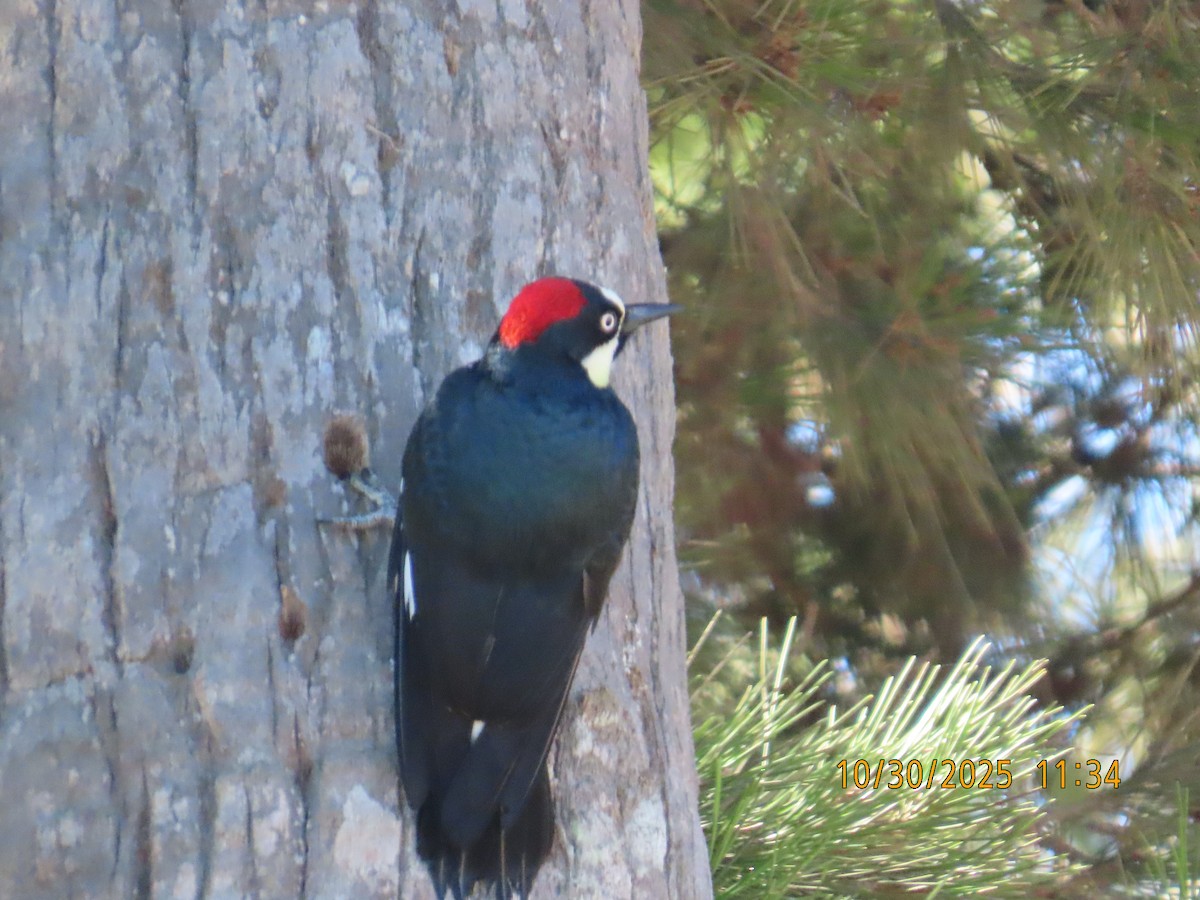 Acorn Woodpecker - ML644724897
