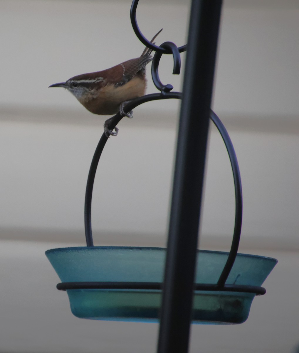 Carolina Wren - ML644724900