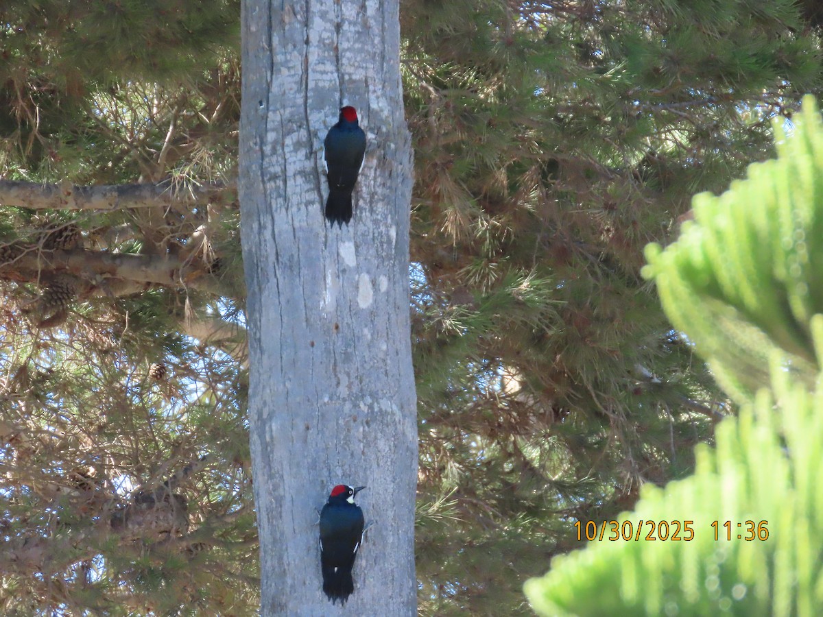 Acorn Woodpecker - ML644724902