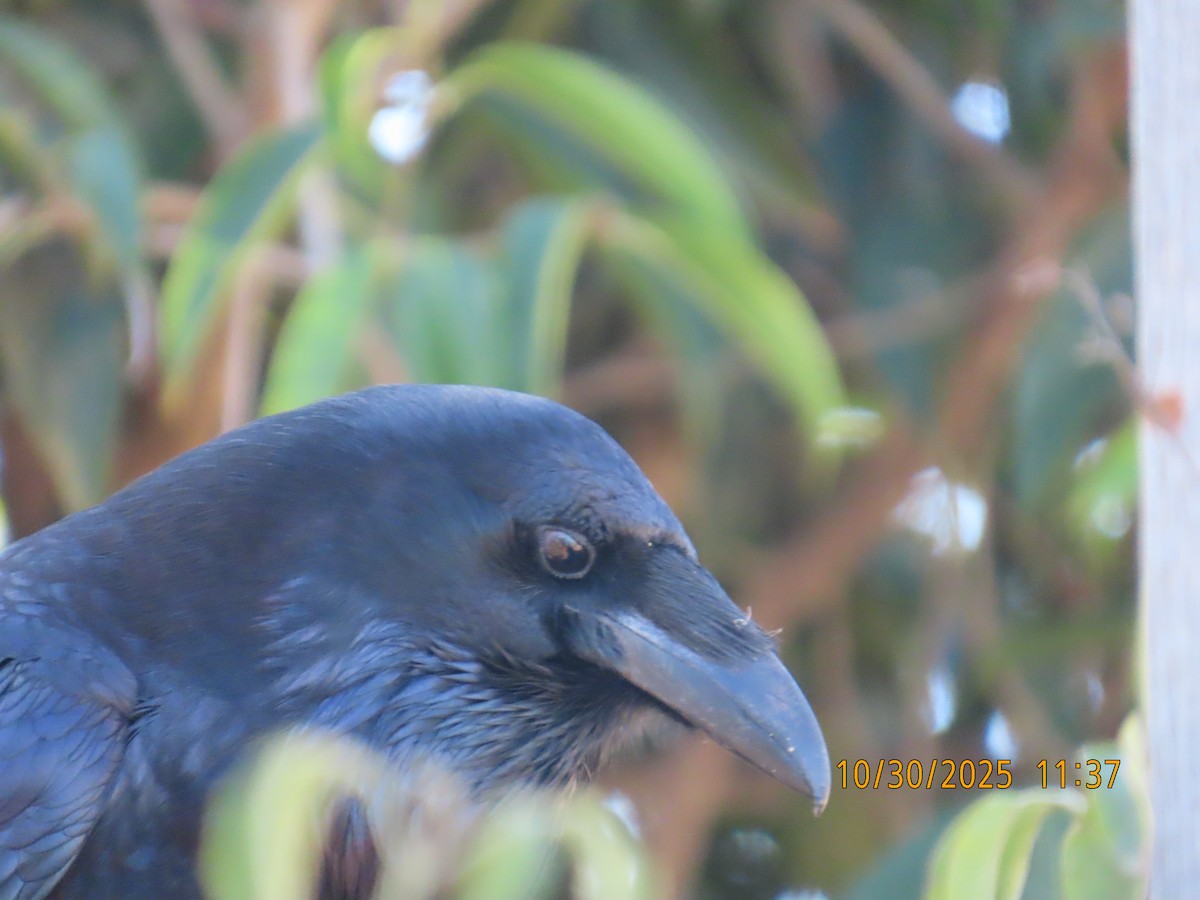 krkavec velký - ML644724912