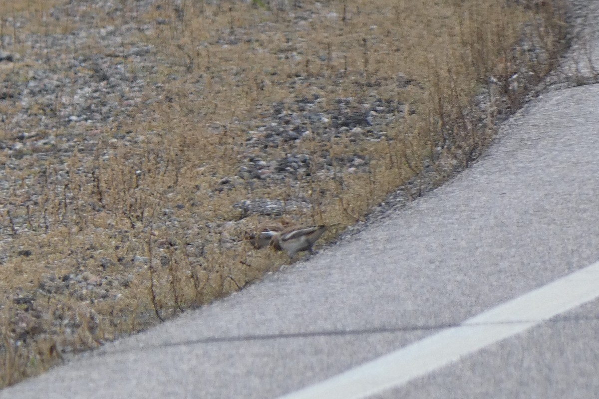 Snow Bunting - ML644724917