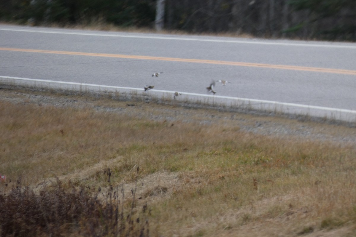 Snow Bunting - ML644724928
