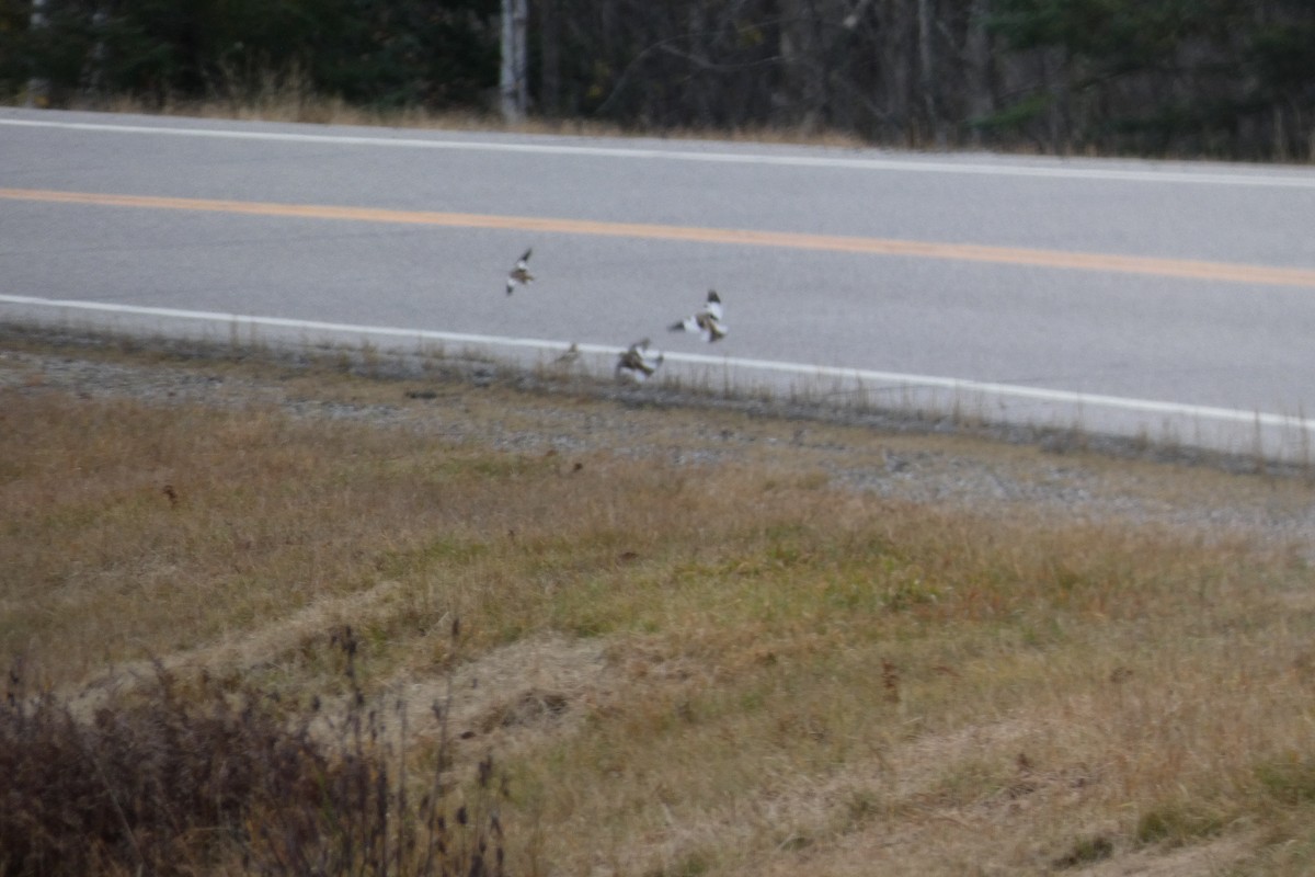 Snow Bunting - ML644724929