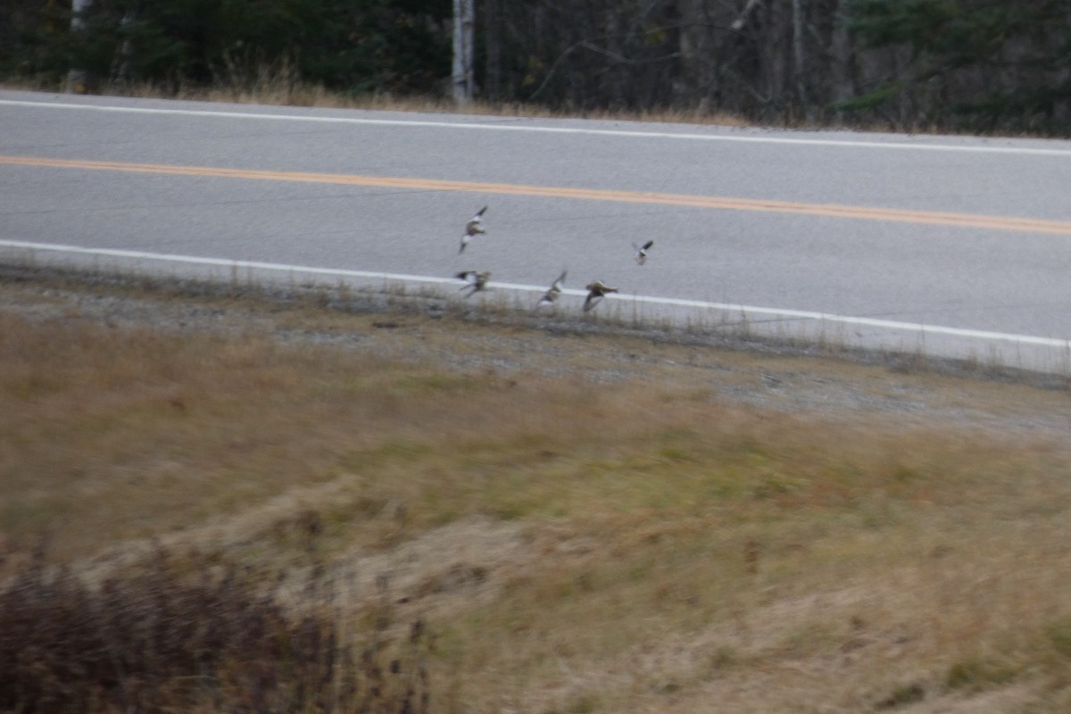 Snow Bunting - ML644724930