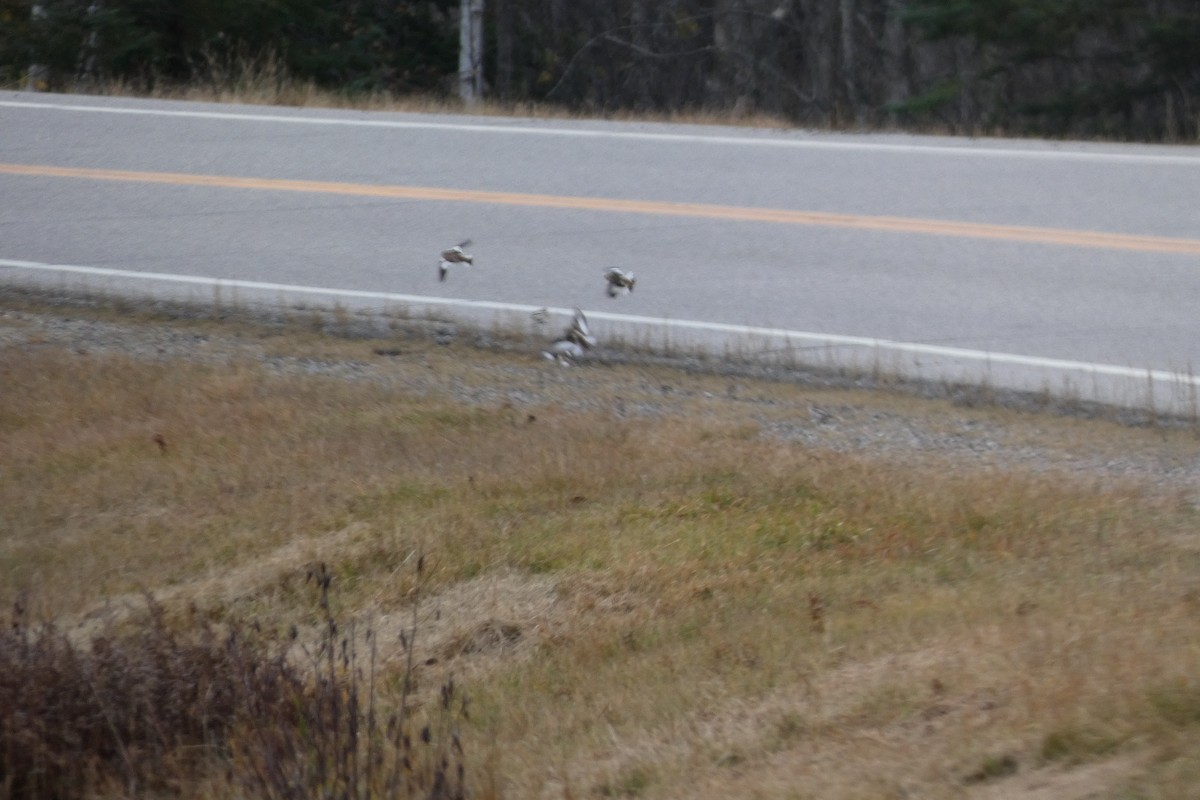 Snow Bunting - ML644724931