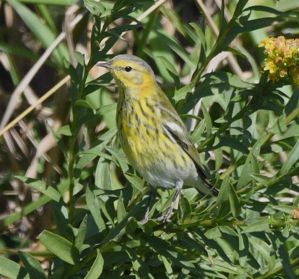 ホオアカアメリカムシクイ - ML644724935