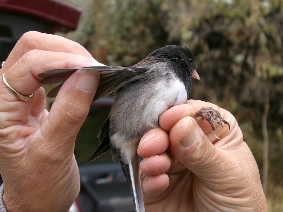 Dark-eyed Junco (Slate-colored) - ML644724951