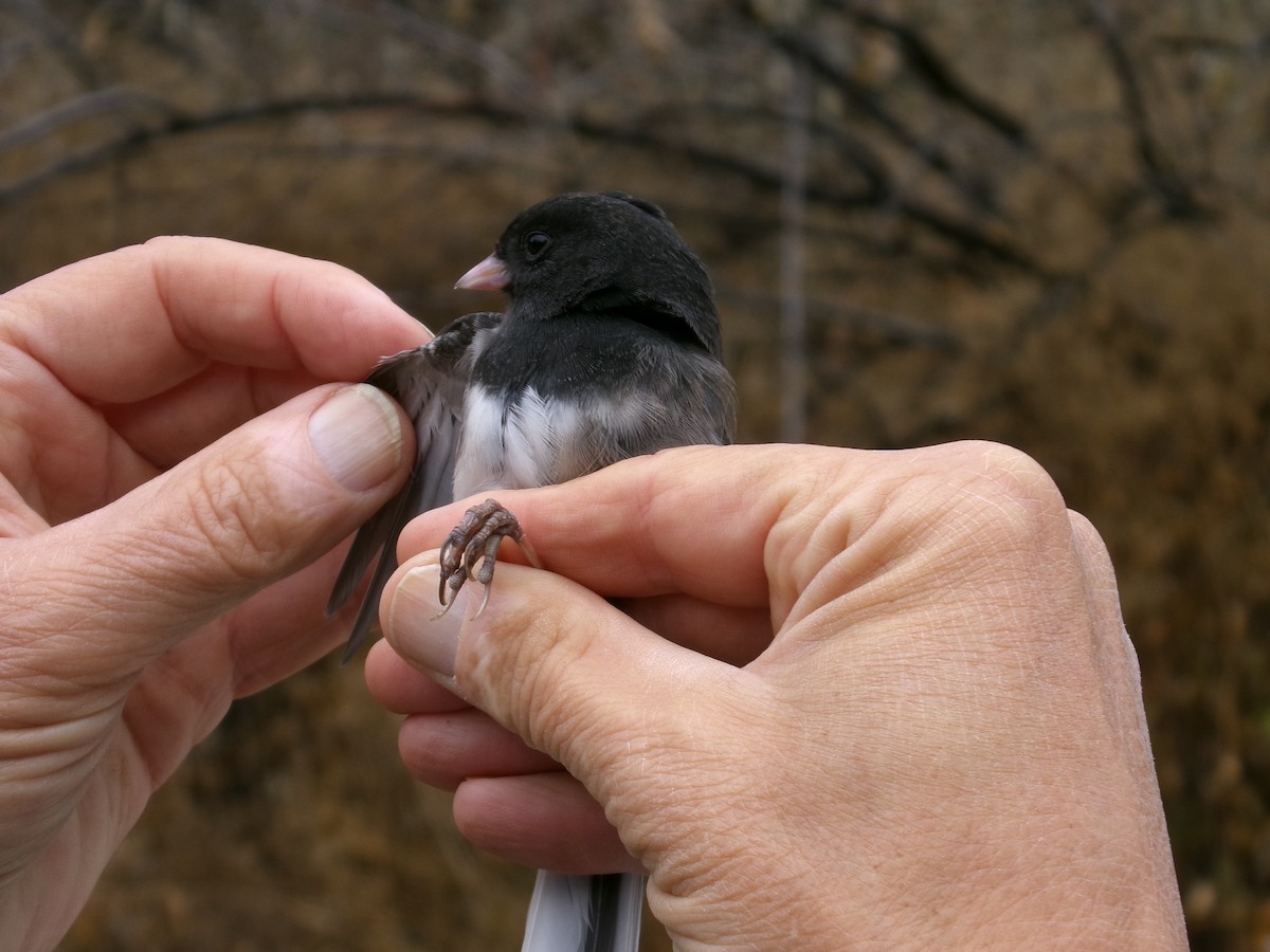 Dark-eyed Junco (Slate-colored) - ML644724952