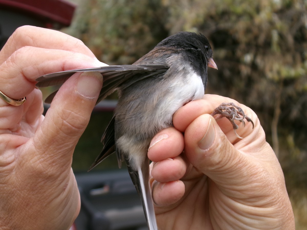 Dark-eyed Junco (Slate-colored) - ML644724954