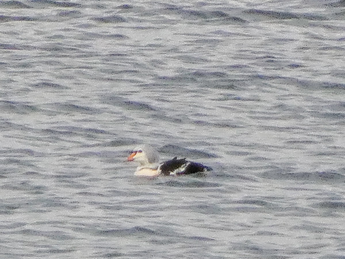 Гага-гребенушка - ML644724960