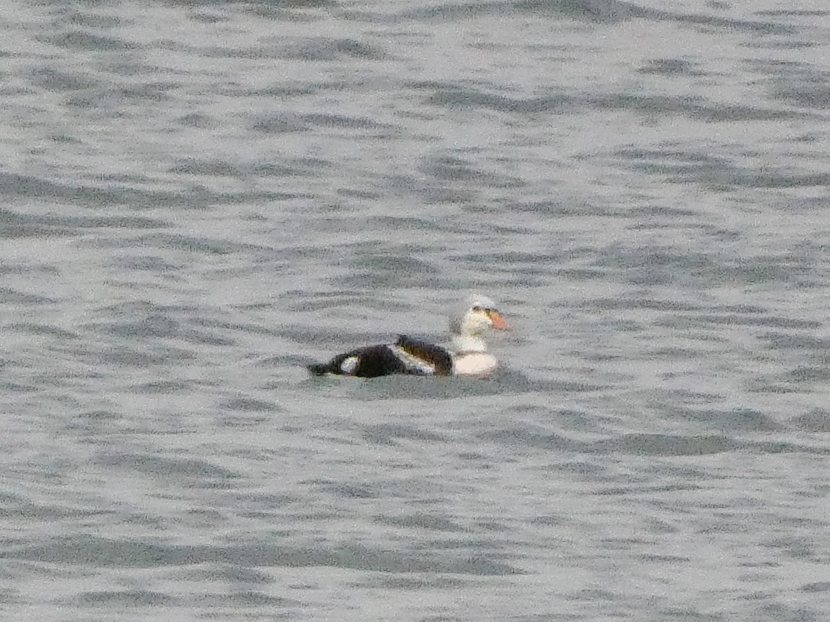 Гага-гребенушка - ML644724961