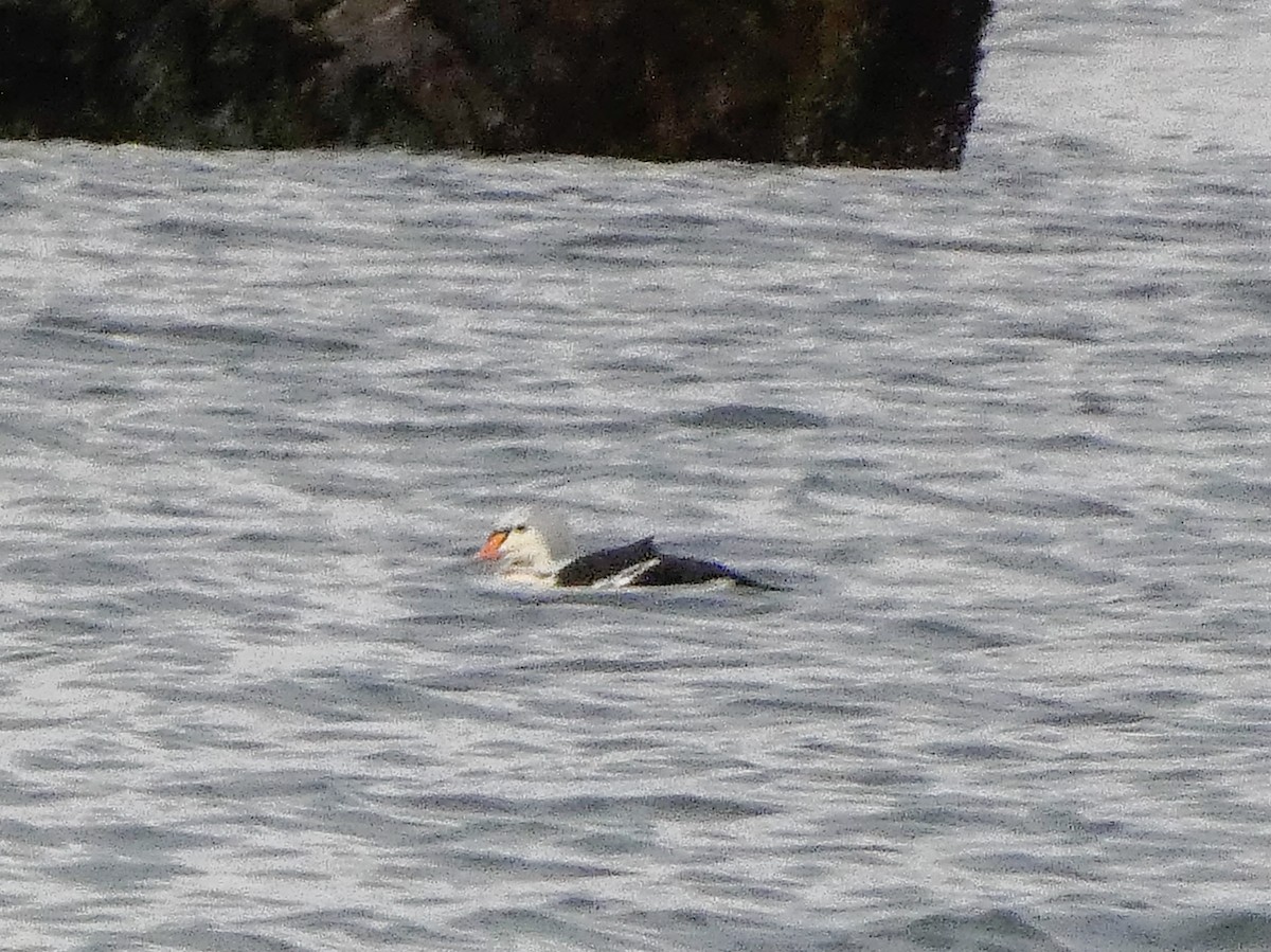 Гага-гребенушка - ML644724963