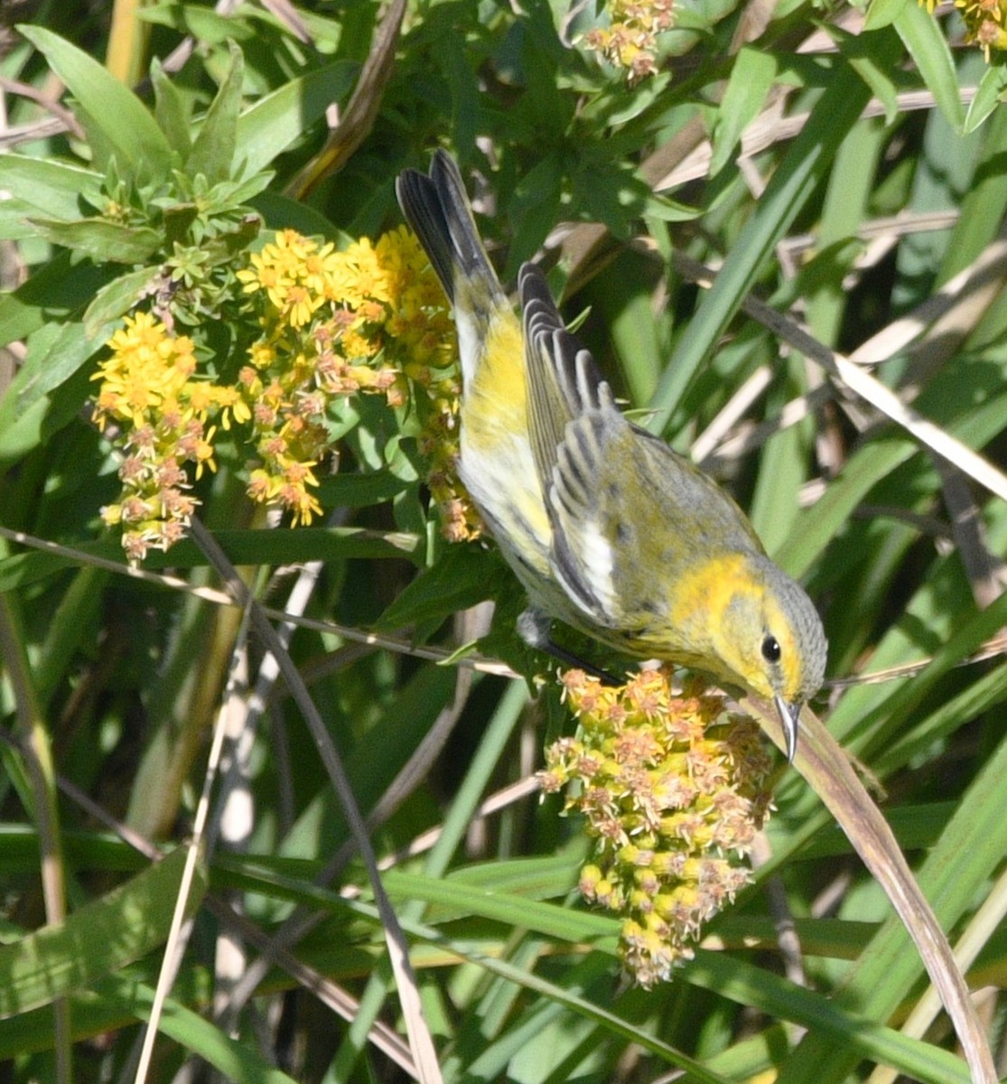 ホオアカアメリカムシクイ - ML644724967