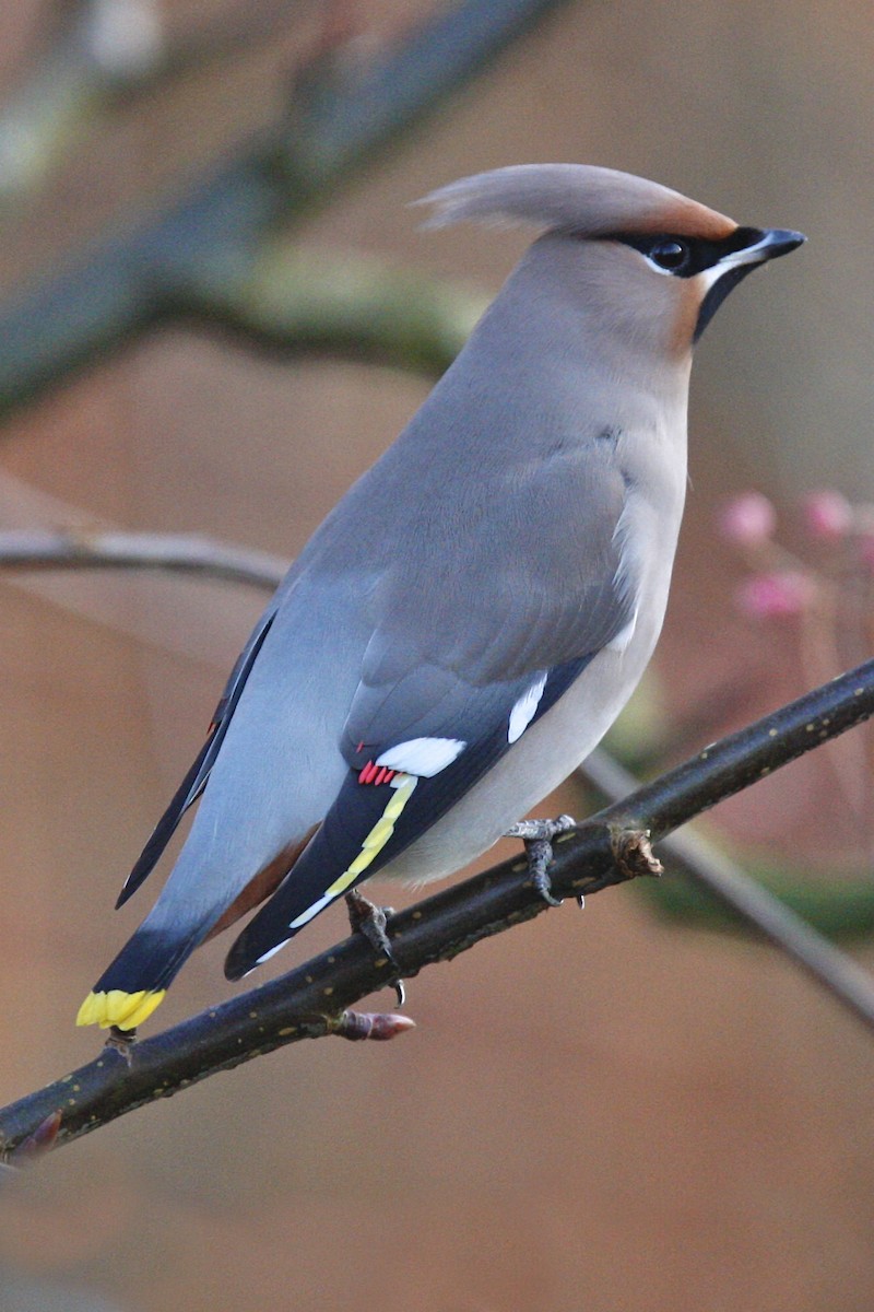 Seidenschwanz - ML644724986