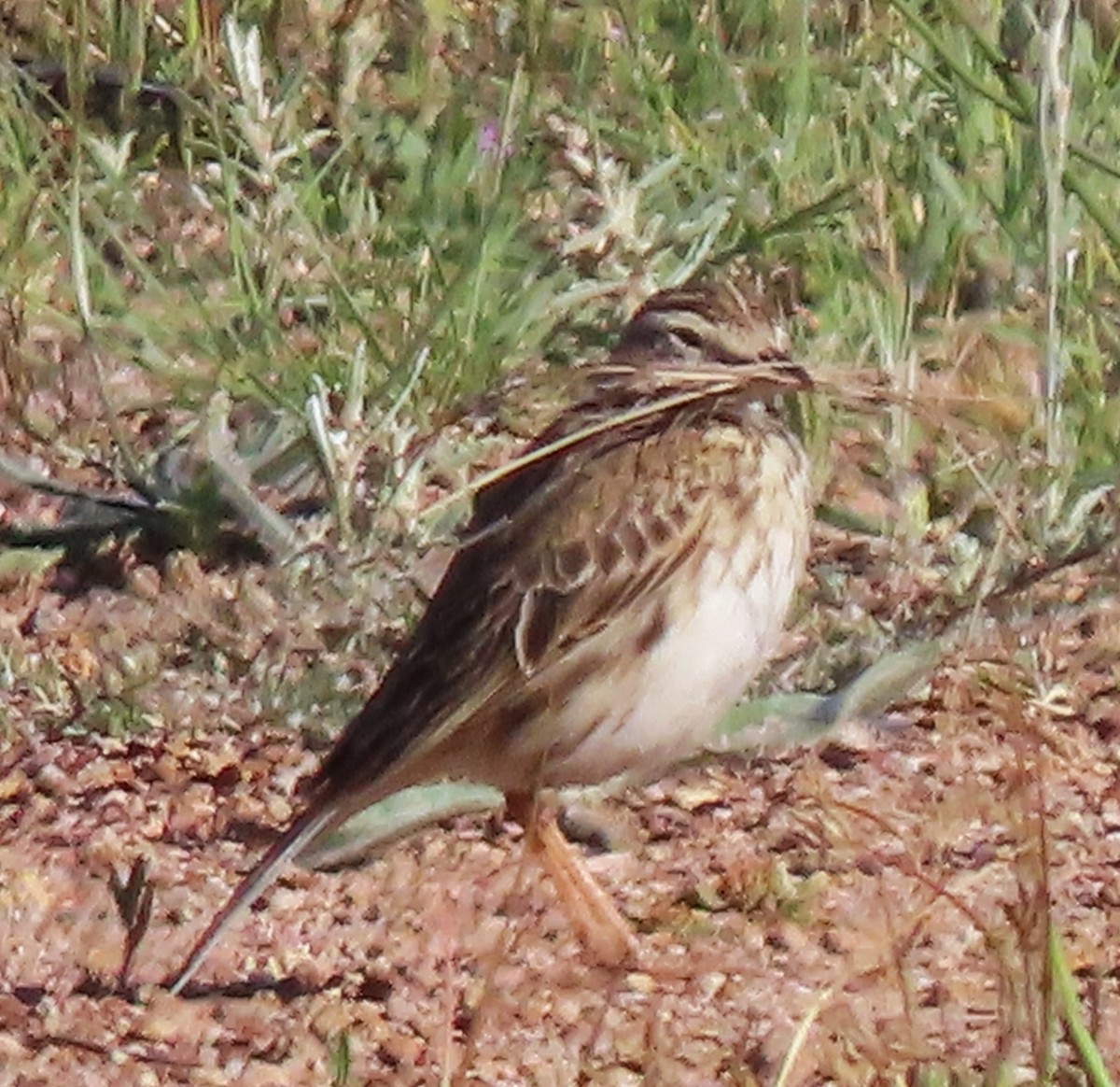 Australian Pipit - ML644724996