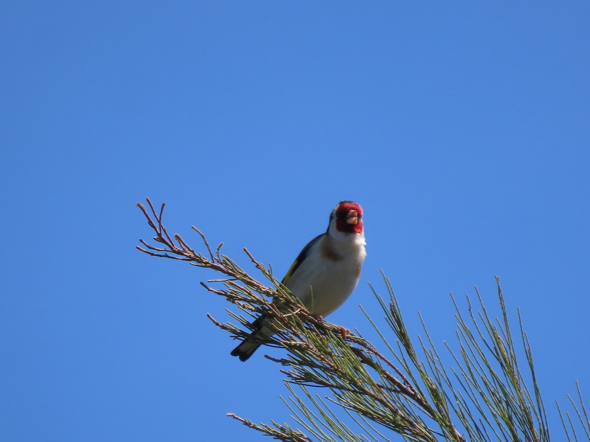 Бор бужирга - ML644725000