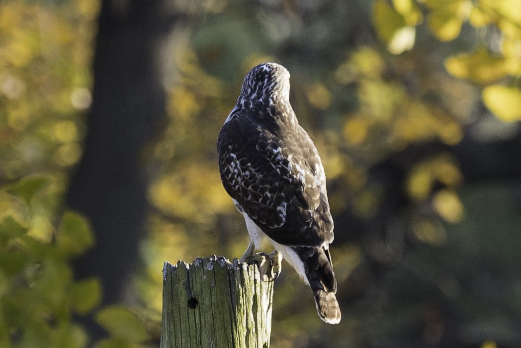 Red-tailed Hawk - ML644725002