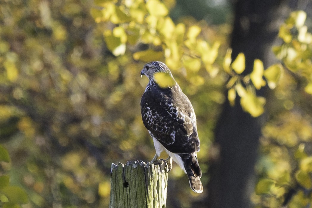 Red-tailed Hawk - ML644725003