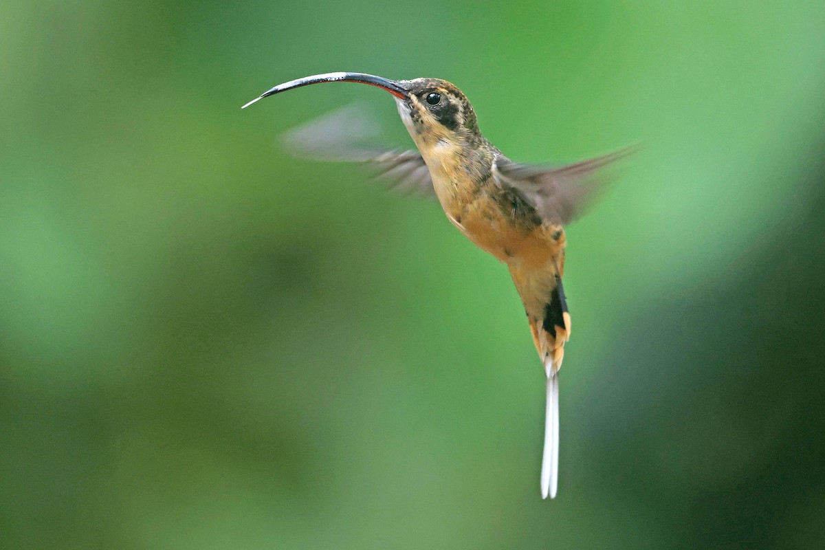 Ermite à ventre fauve - ML644725006